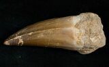 Extra Large Mosasaur Tooth #13575-2